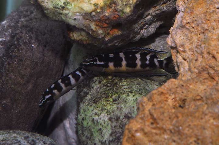 Julidochromis transcriptus 'Bemba'